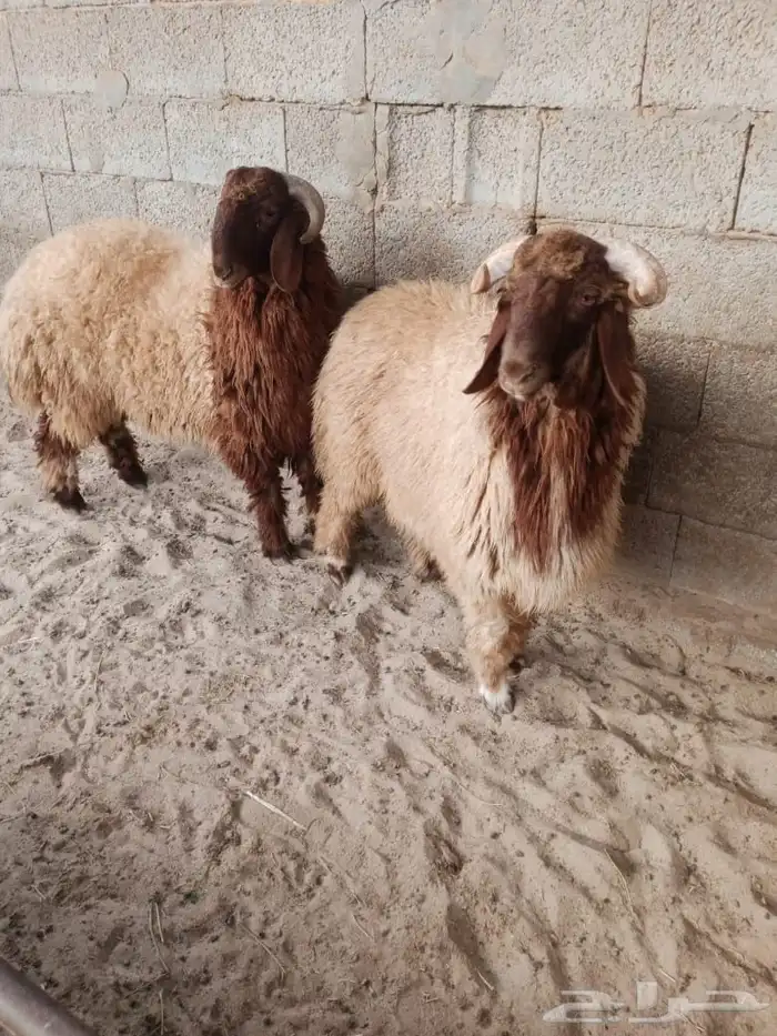 خروفين فل الفل نعيمي عمرها سته شهور وعليها كم يوم 1