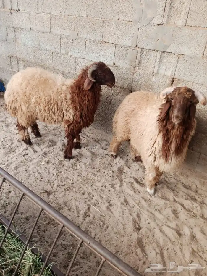 خروفين فل الفل نعيمي عمرها سته شهور وعليها كم يوم 2