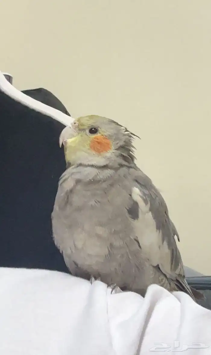 طير كروان للبيع 0