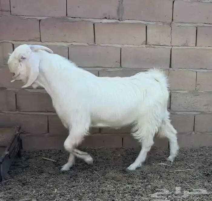 تيسين فحول قبرصي مطور ابيض صافي 0