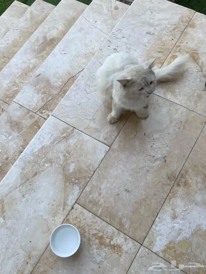 قط شيرازي بحاجه لعنايه 1