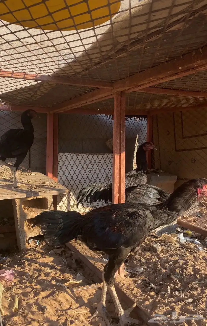 دجاج باكستاني ديك وثلاث دجاج و اربع جميد سليمه من كل شي 1