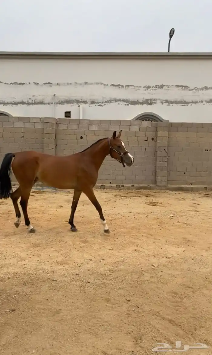 فرس شعبيه من فواخر الشعبي 1