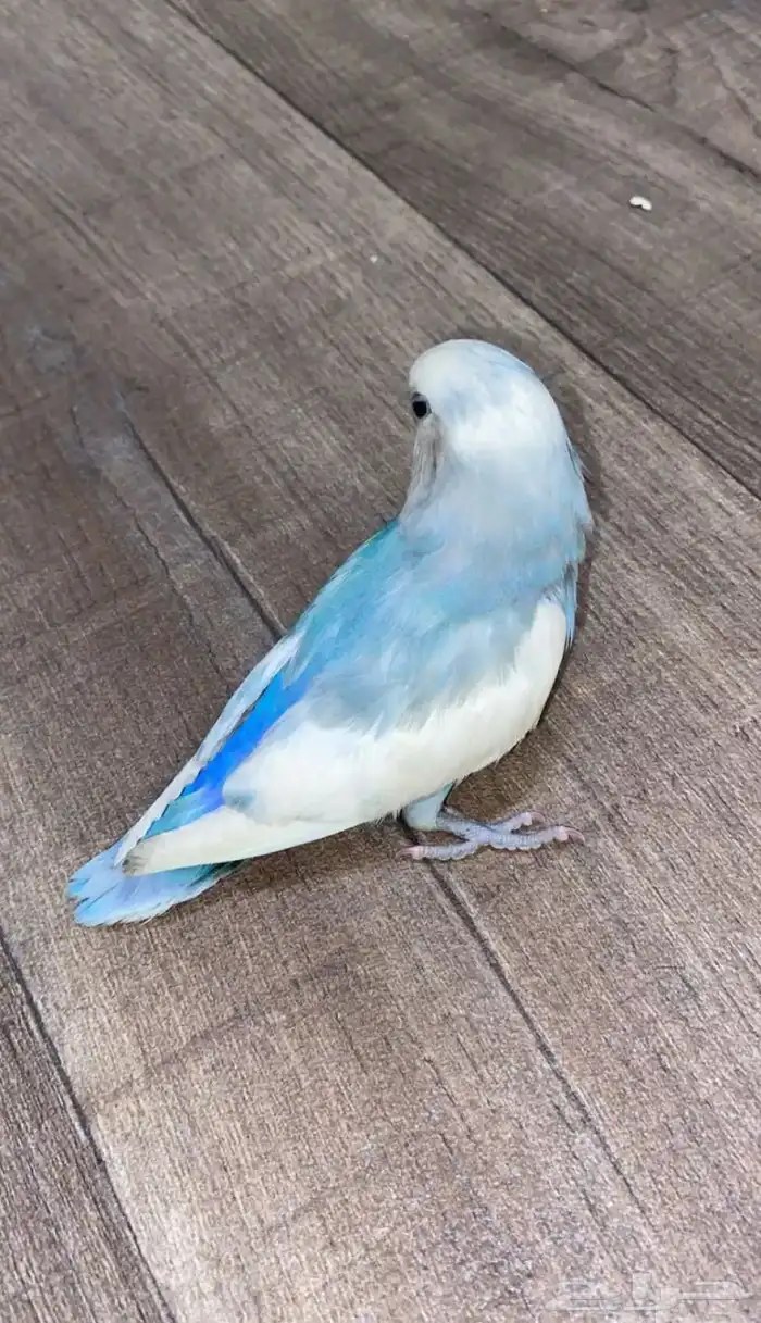 طير روز اليف شبه هدد السعر شامل الملحقات 0