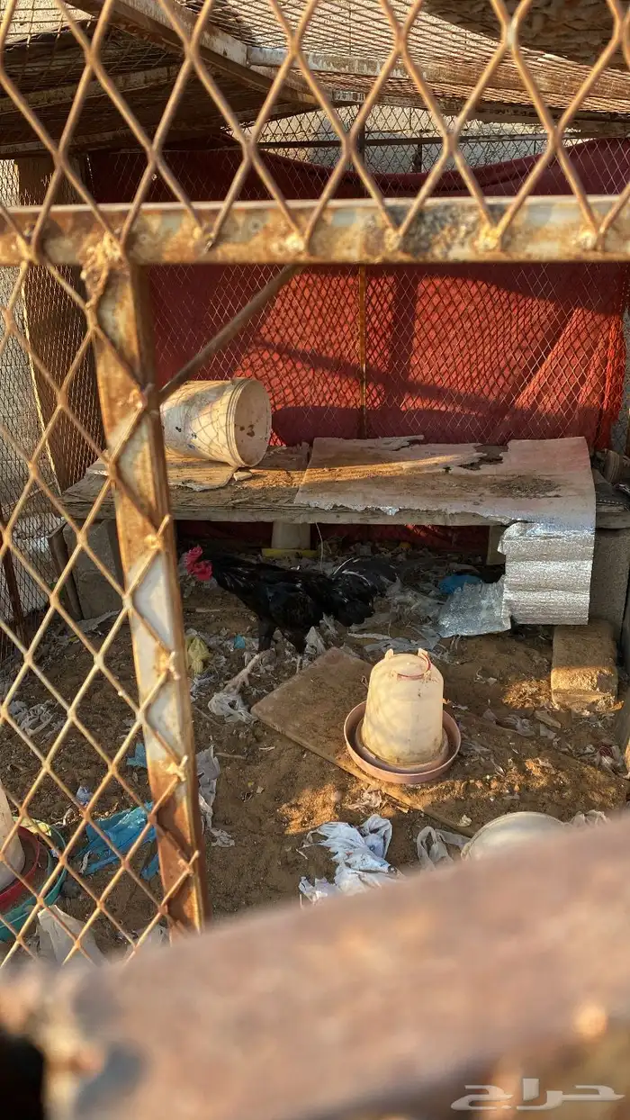 ديك باكستاني 2