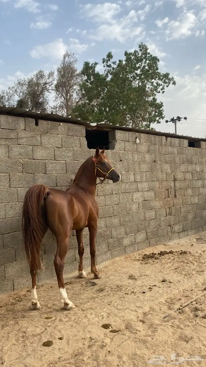 حصان شعبي كفو 1