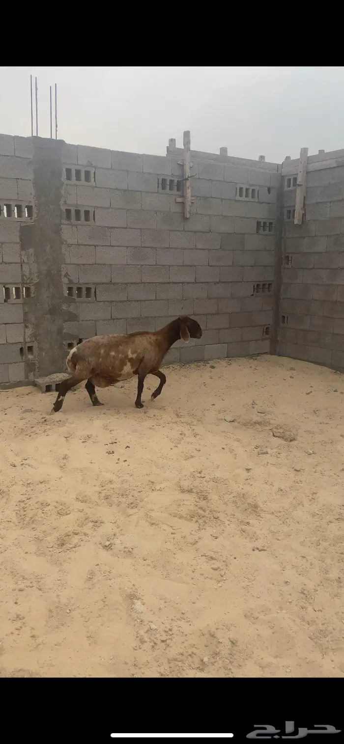 شاه دفيع قريبت ولاده طيبه 2