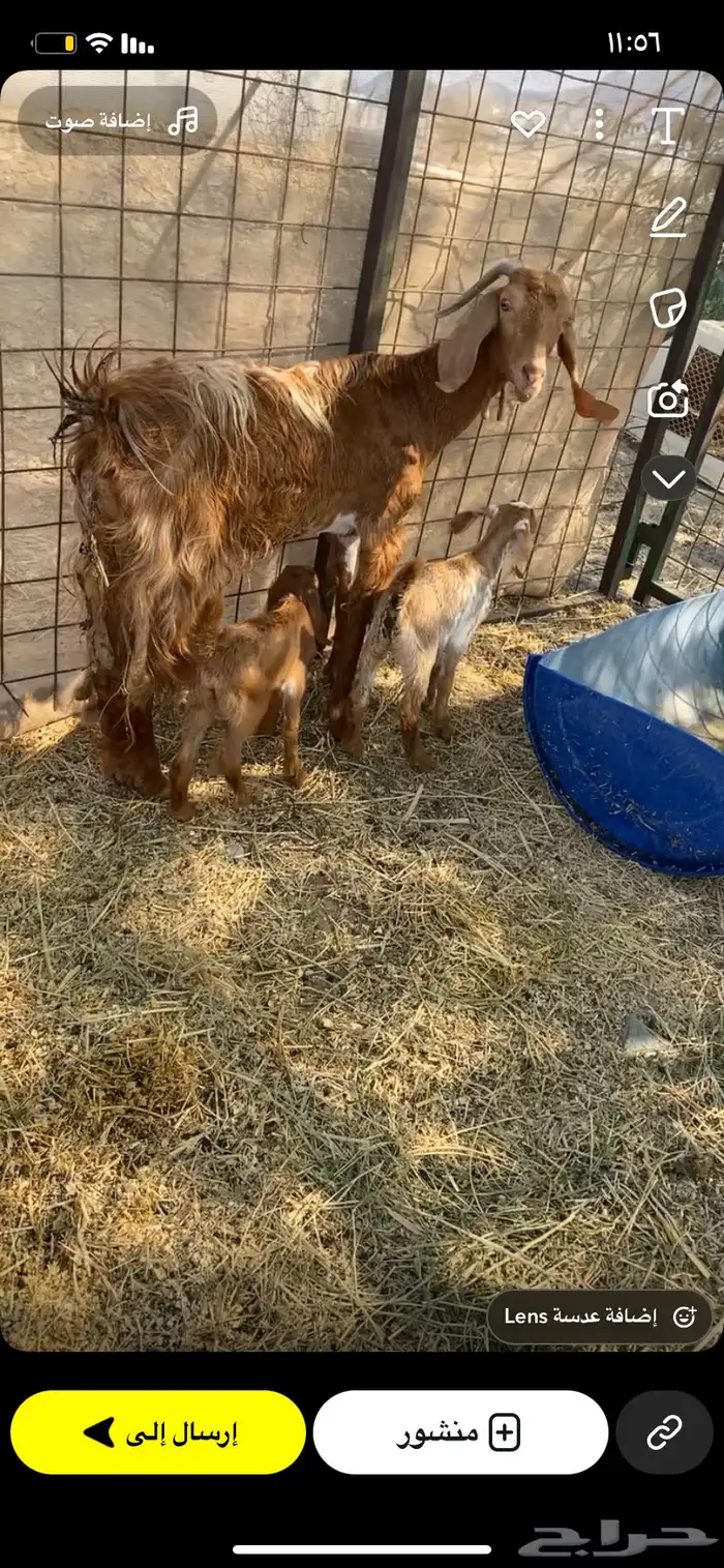 عنز متاوم تحتها تيس وجفره 1