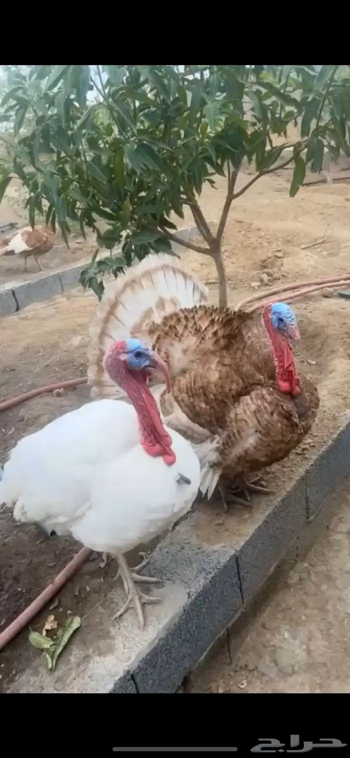 رومي للبيع وموجود وبر للبييع 0