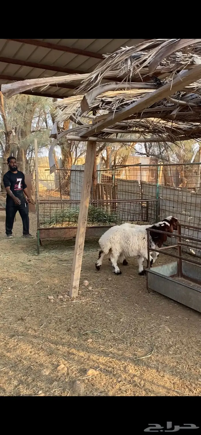 خروفين نعيم للبيع طيبات 1