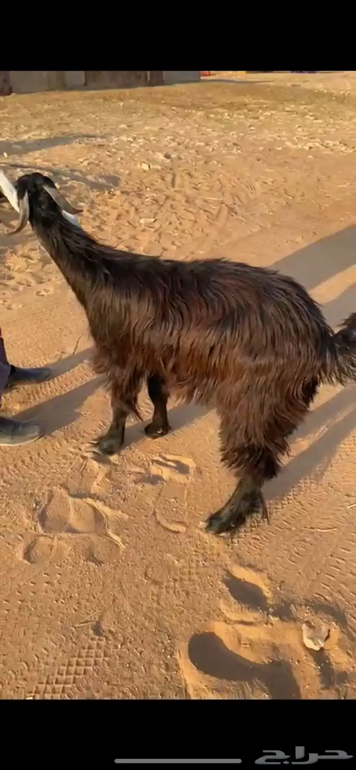 تيس عارضي مخصي 0