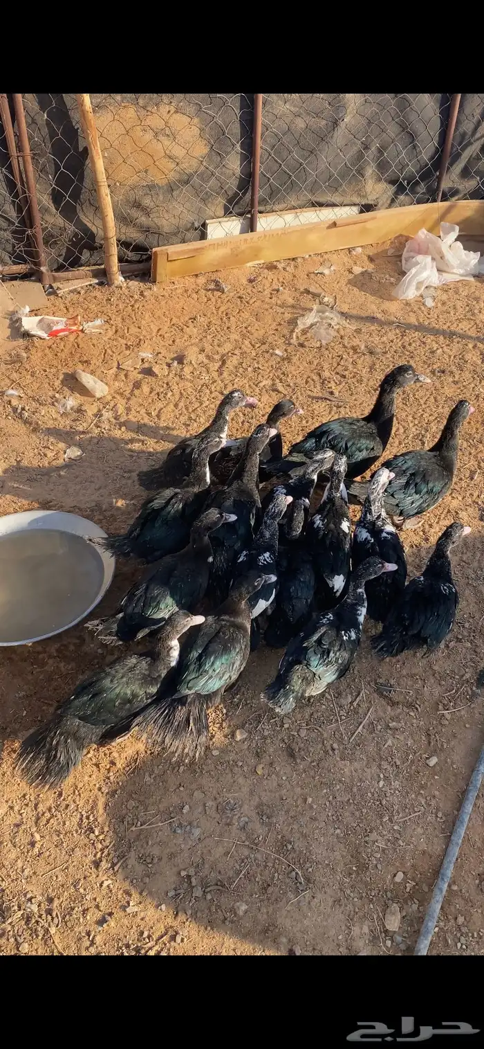 فروخ بط مصري 3 شهور 1