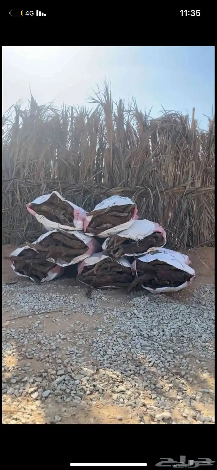 حطب مستورد و غيرة 0