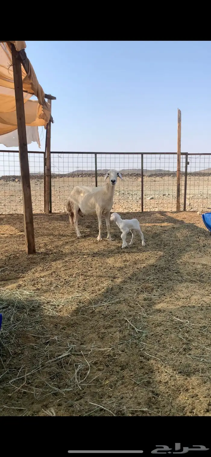 نعجه والد معه طلي 2