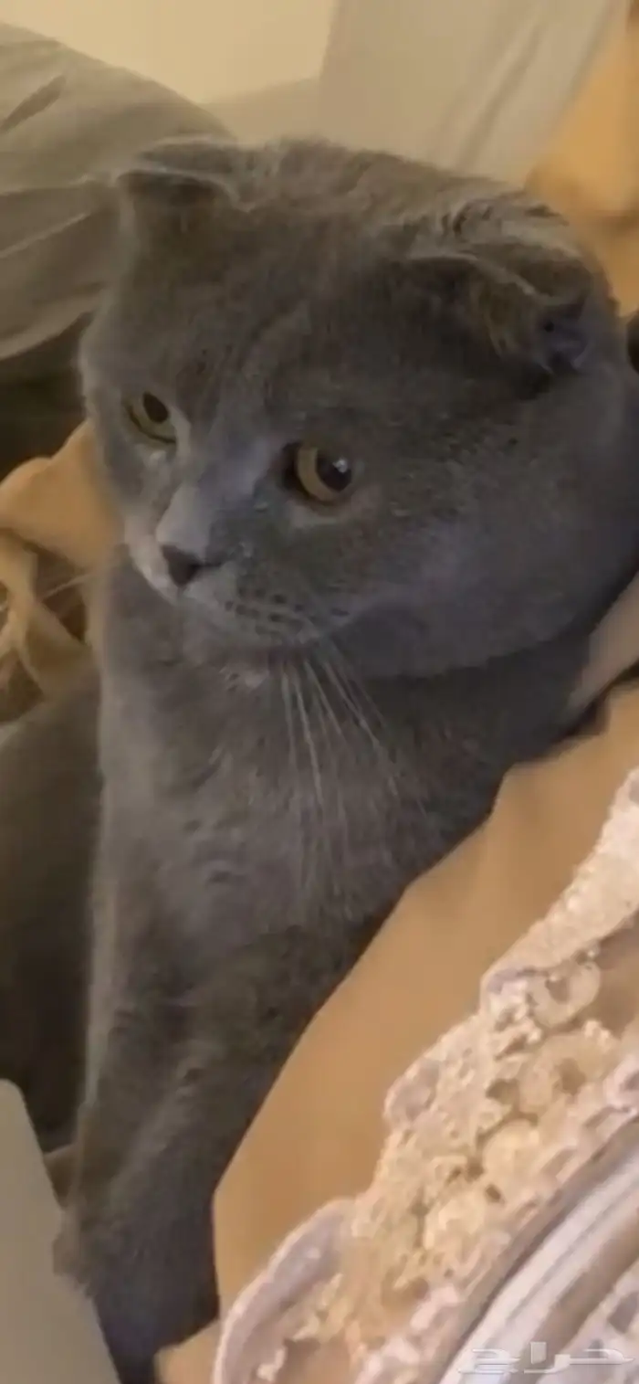 قط سكوتش فولد للبيع على السوم 0