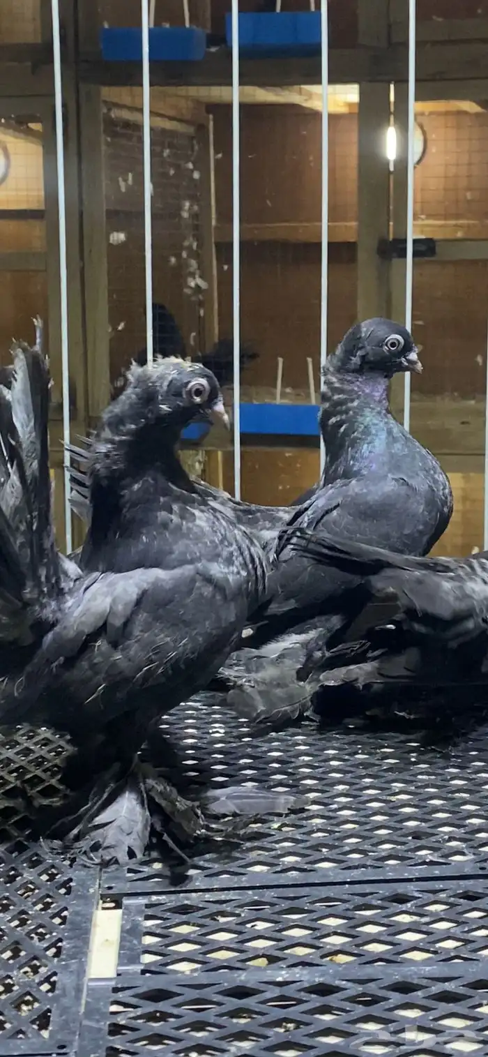 (( طبات كرنقو ورستوف )) 0