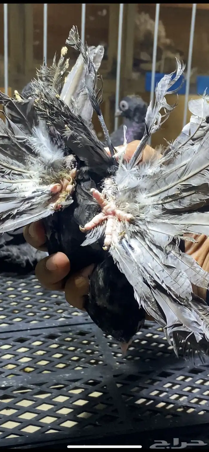 (( طبات كرنقو ورستوف )) 3