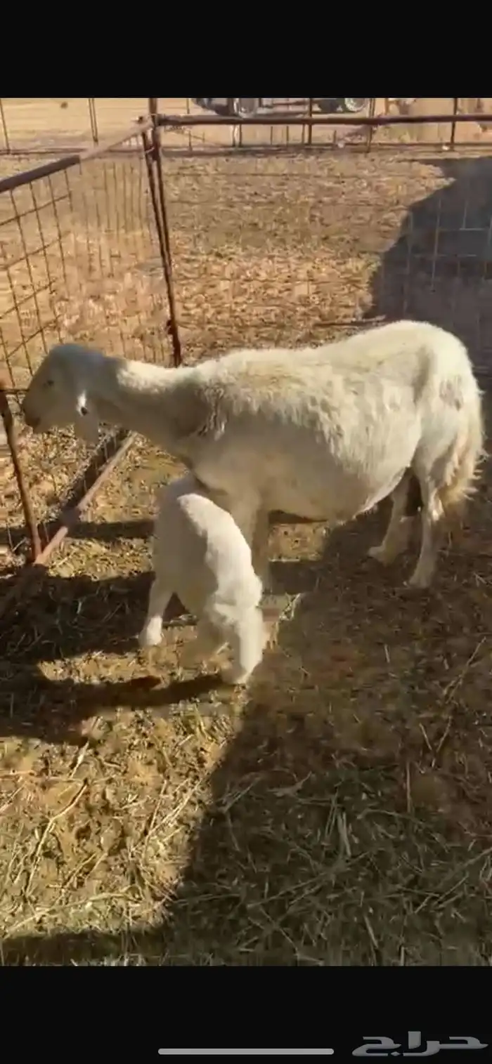 حريه والده 0