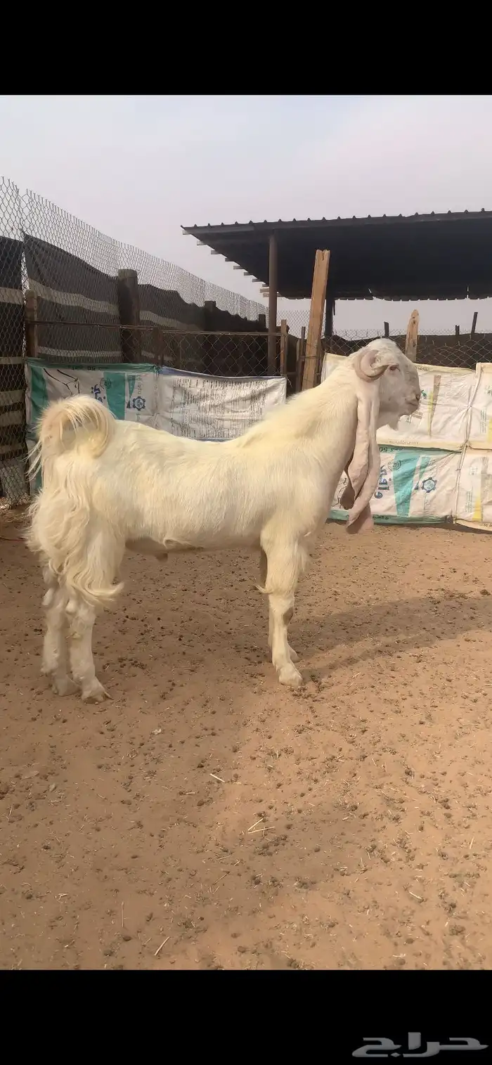 تيس فحل ابرص مطور جذع  مستهد وجرم وجبار فاااخر 2