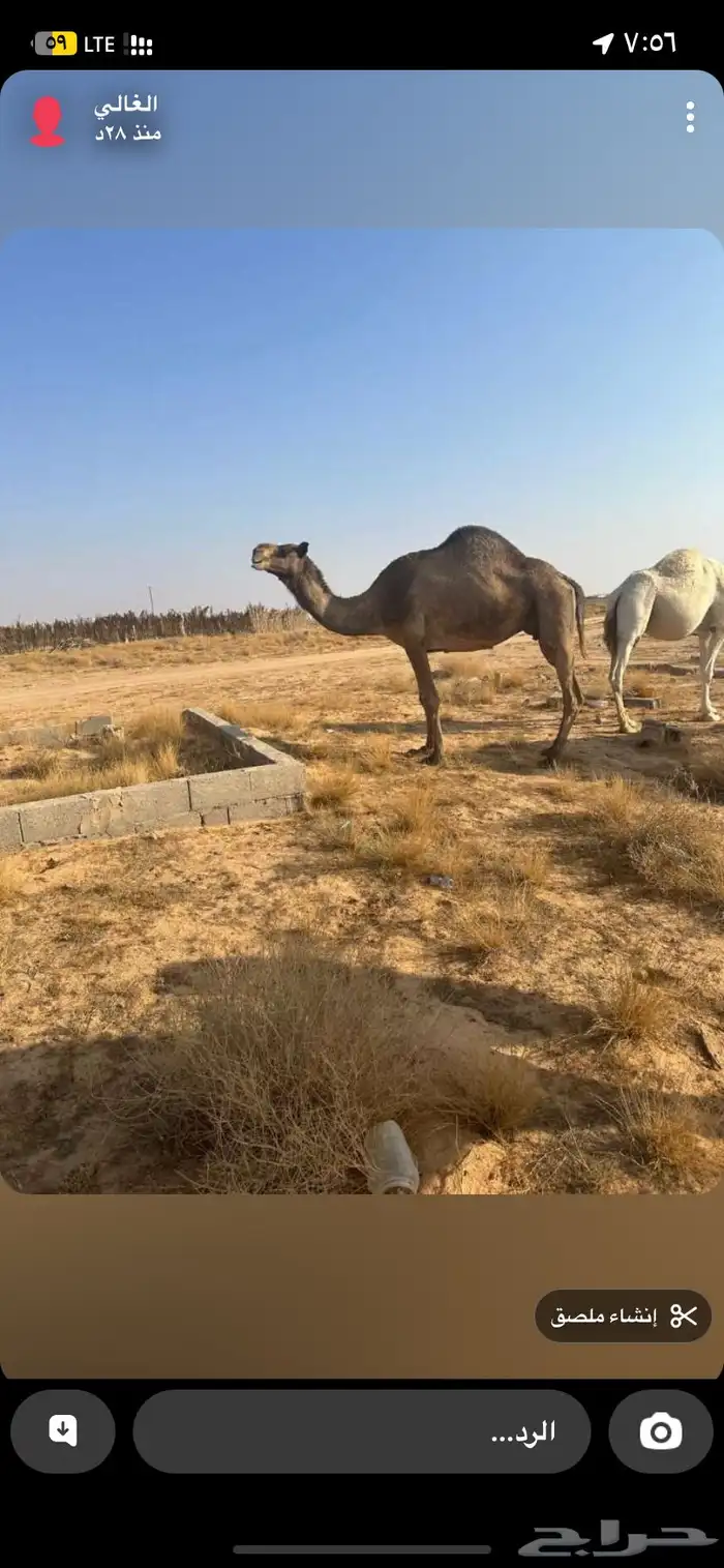 ناقه صفراء سديس ولدها له شهر ضروبه سالمه من العيوب 0