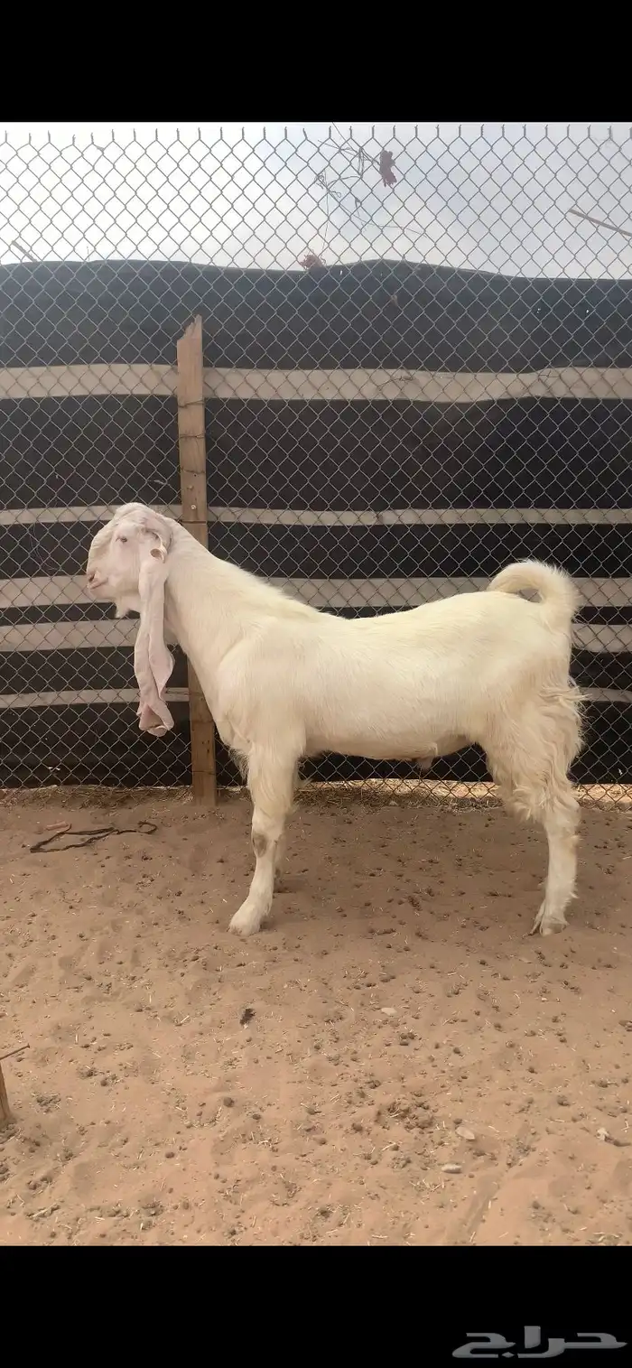 تيس فحل ابرص مطور جذع  مستهد وجرم وجبار فاااخر 0