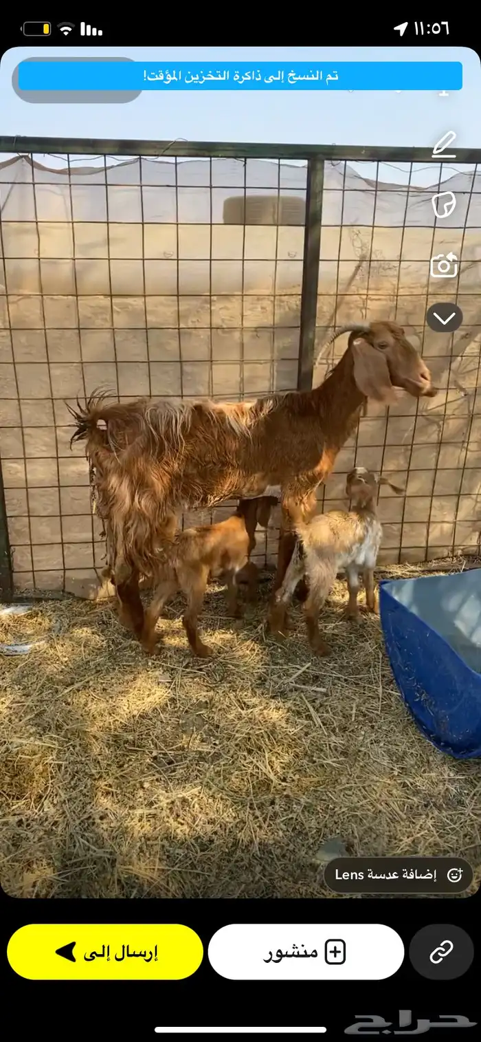 عنز متاوم تحتها تيس وجفره 0