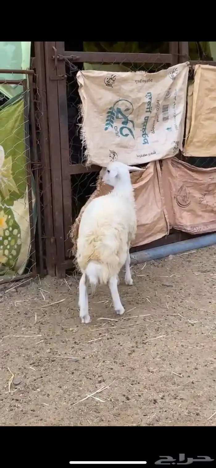 رخل جذعه مقنى ولا ذبح مشالله 0