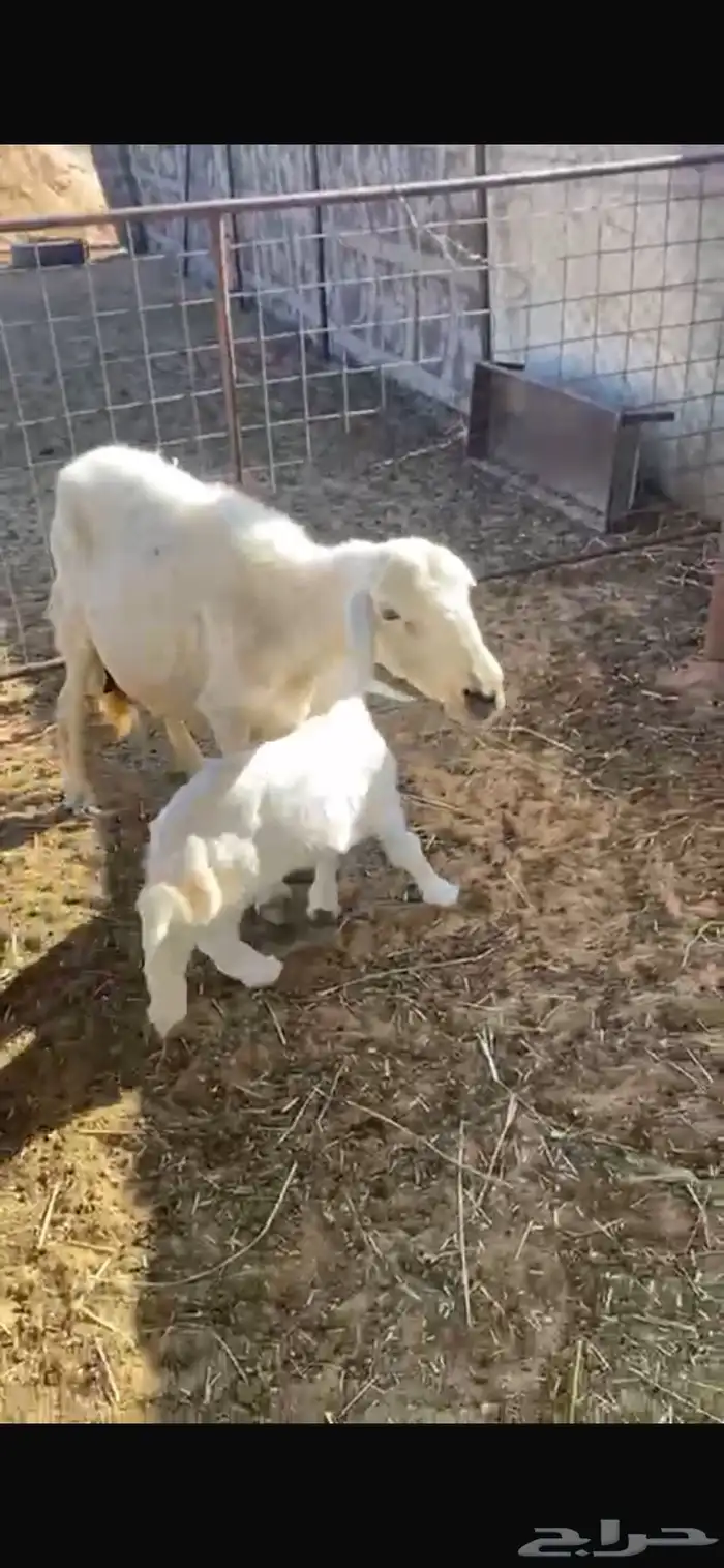 حريه والده 2