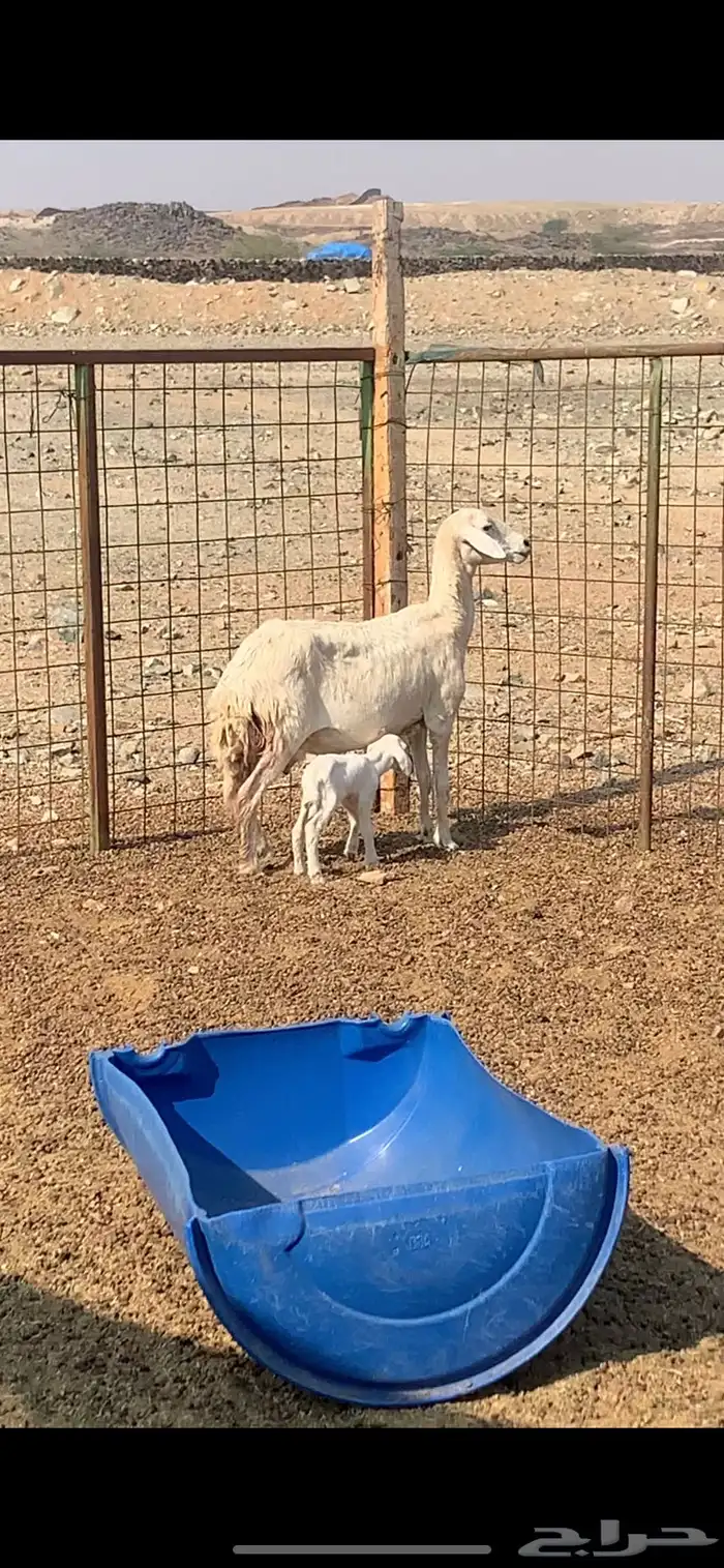 نعجه والد معه طلي 0