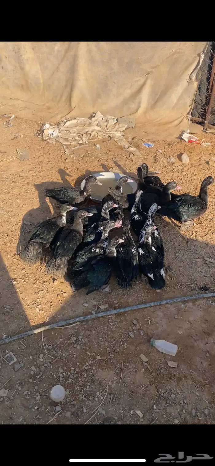 فروخ بط مصري 3 شهور 2