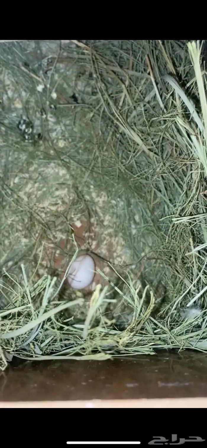 جوز روز منتج معه بيض 0