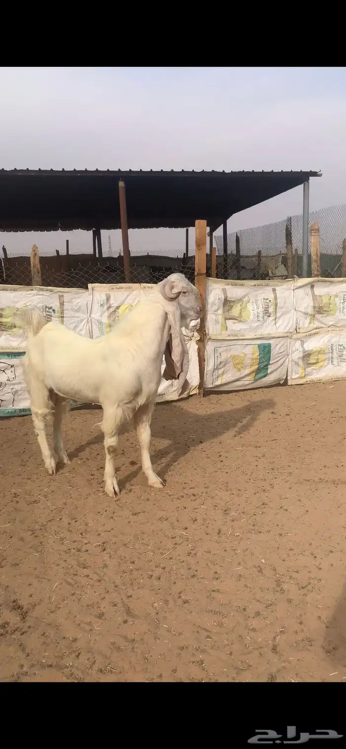 تيس فحل ابرص مطور جذع  مستهد وجرم وجبار فاااخر 1