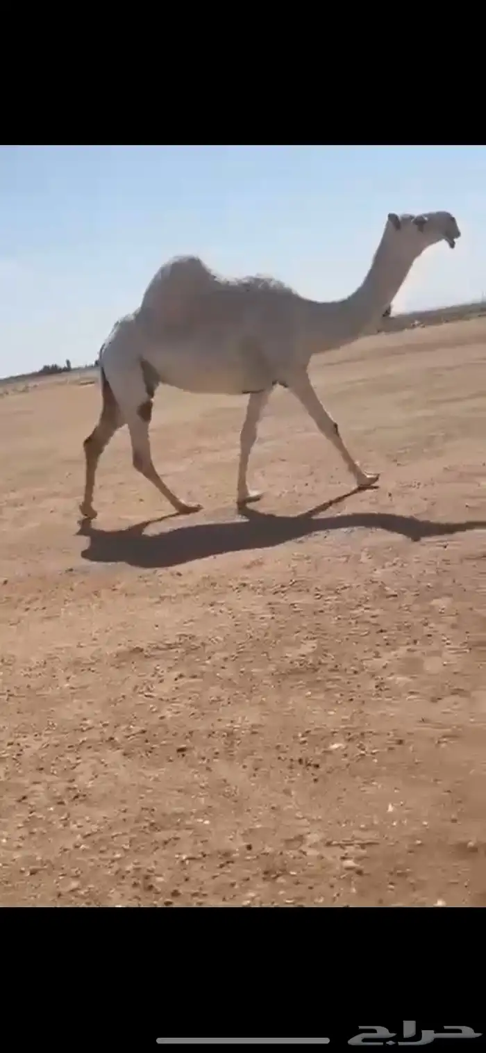 للبيع الضريبه الكفو رمانيه وعلى جميع الشروط. 1