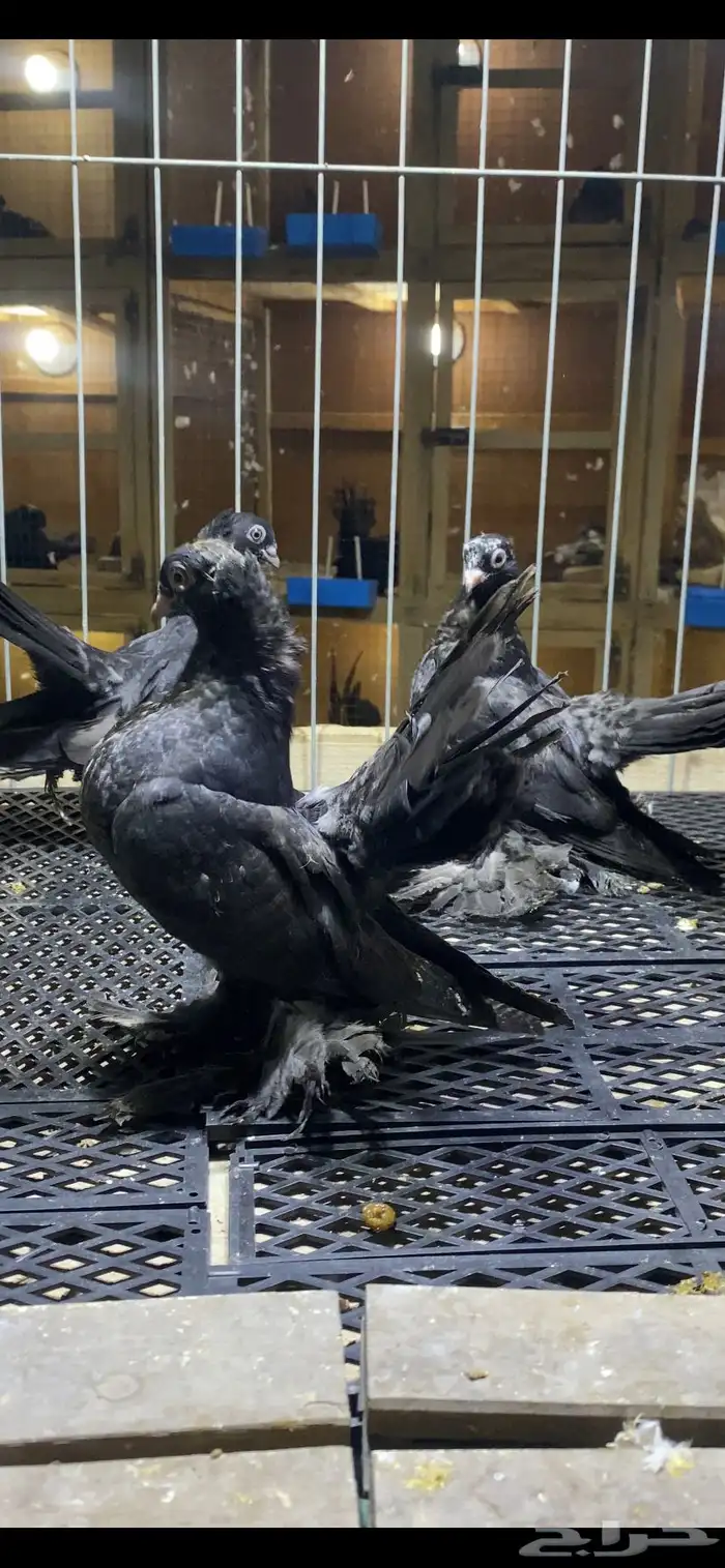 (( طبات كرنقو ورستوف )) 2