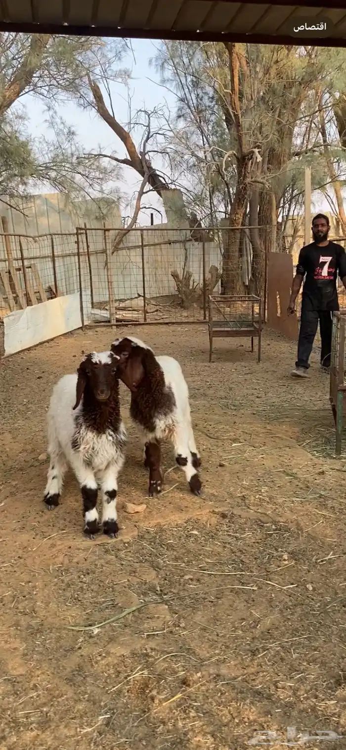 خروفين نعيم للبيع طيبات 0