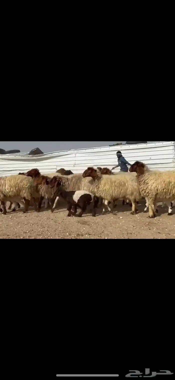 مراح نعيم متابيع دبس فااخره اغلبها اباكير اول والده . 8