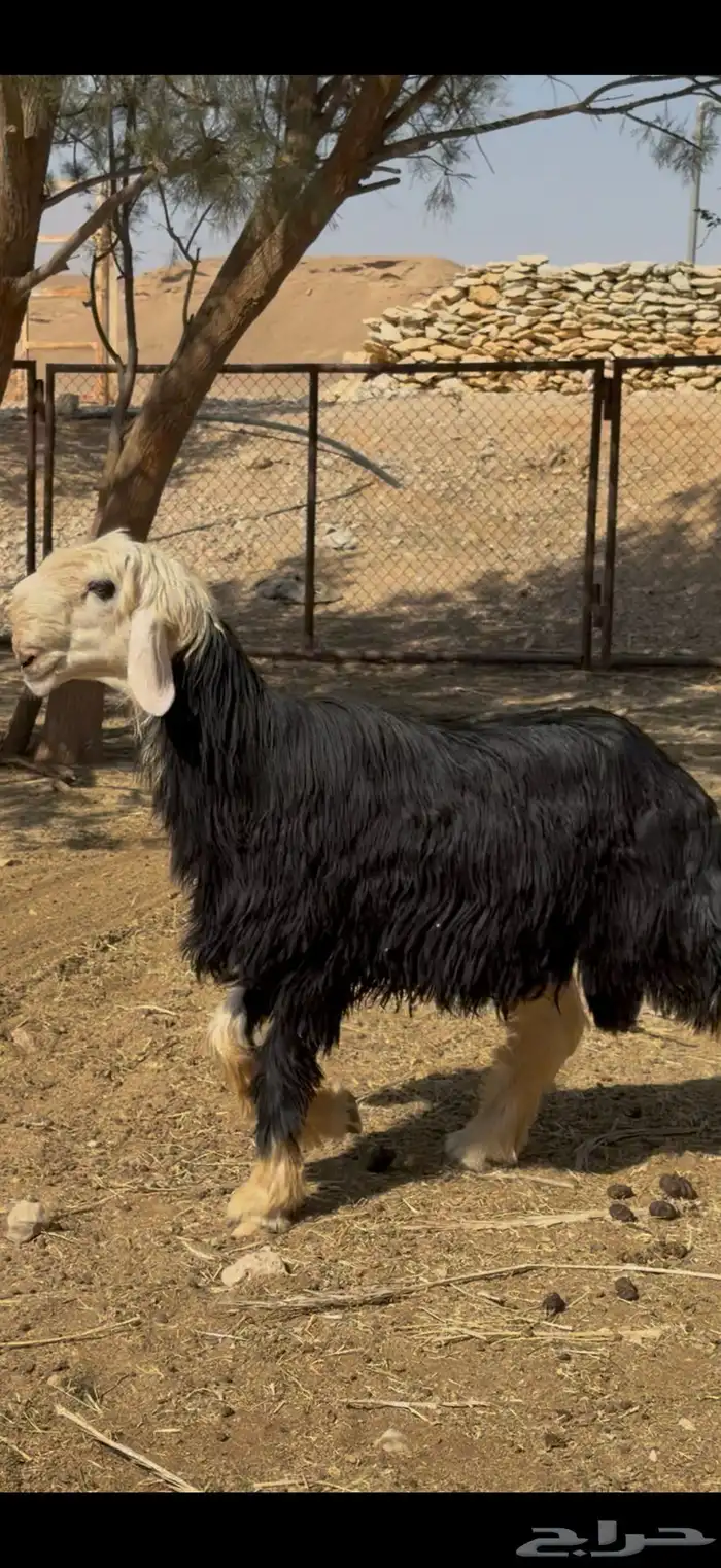 فحل نجدي نادر 10