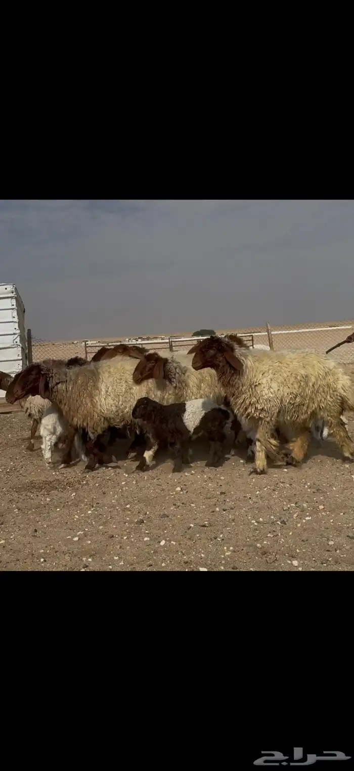 مراح نعيم متابيع دبس فااخره اغلبها اباكير اول والده . 6