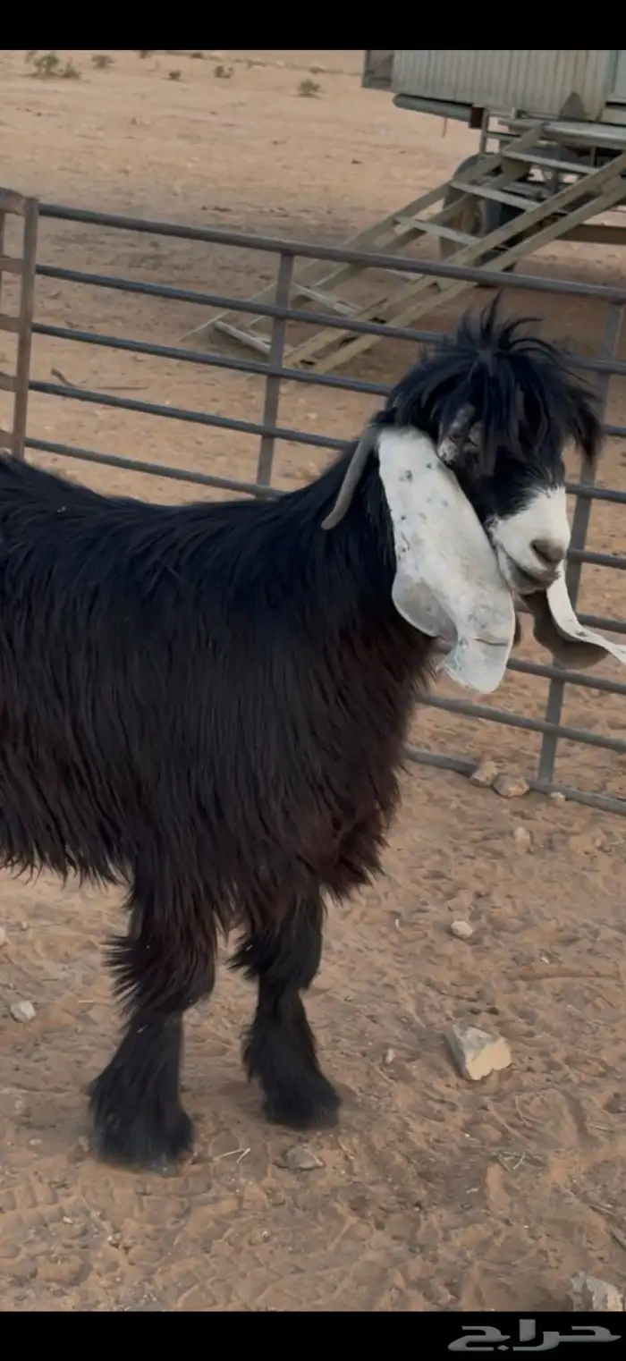 فحل عارضي طيب 2