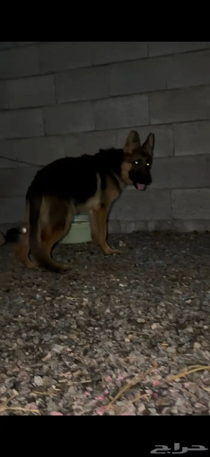 لهواة الجيرمن 3