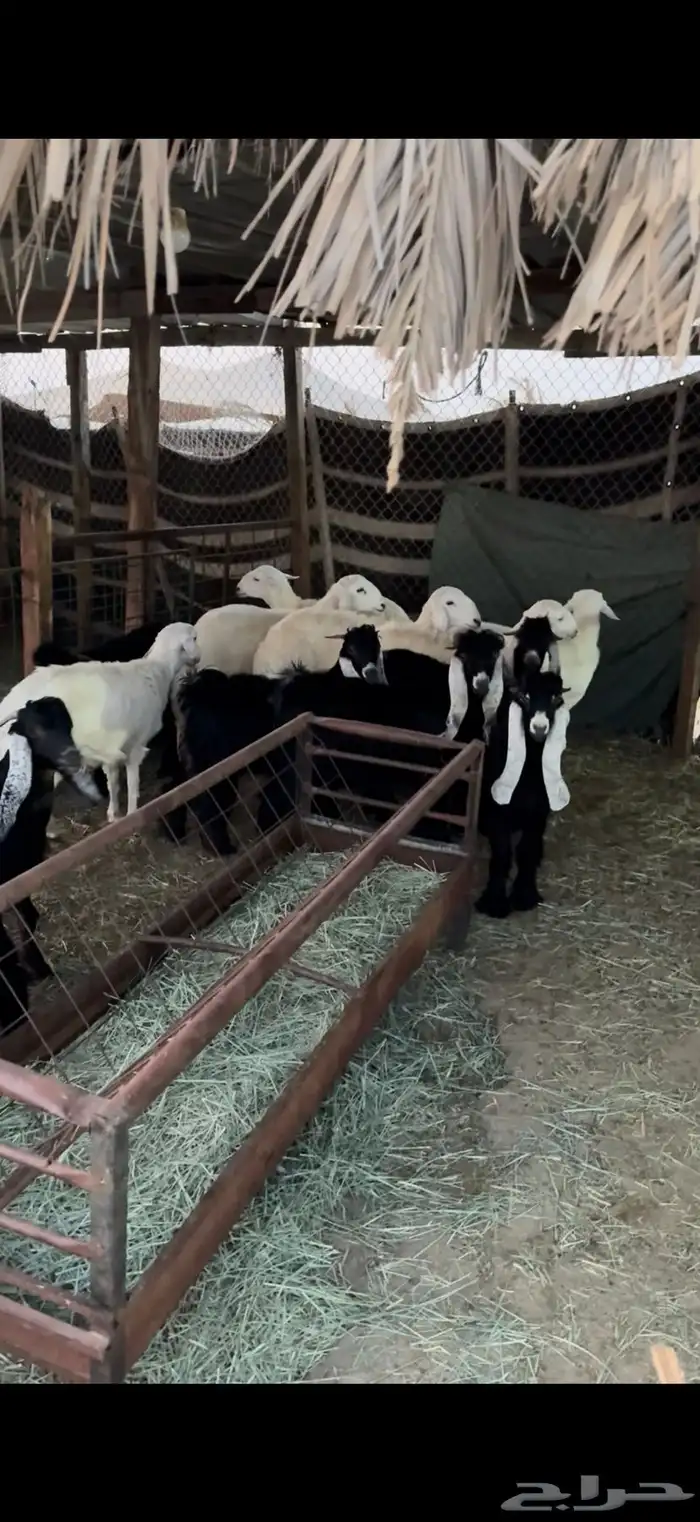 ذبايح تيوس وجفار عوارض 1