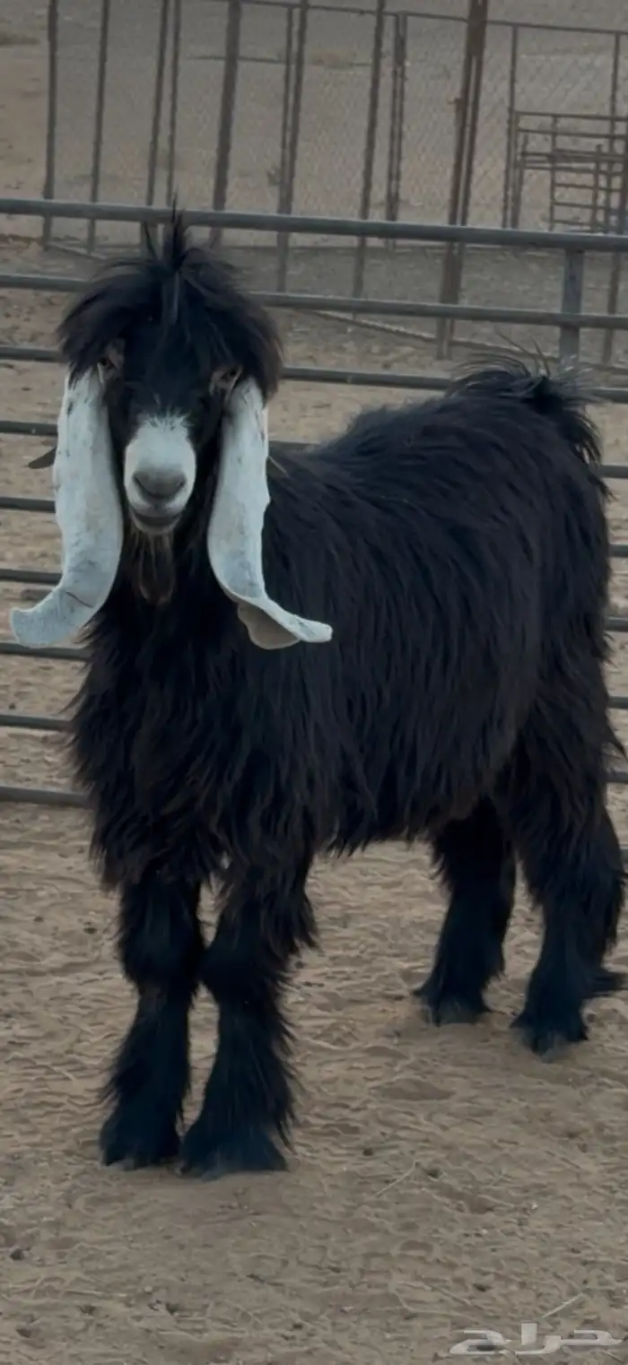 فحل عارضي طيب 5