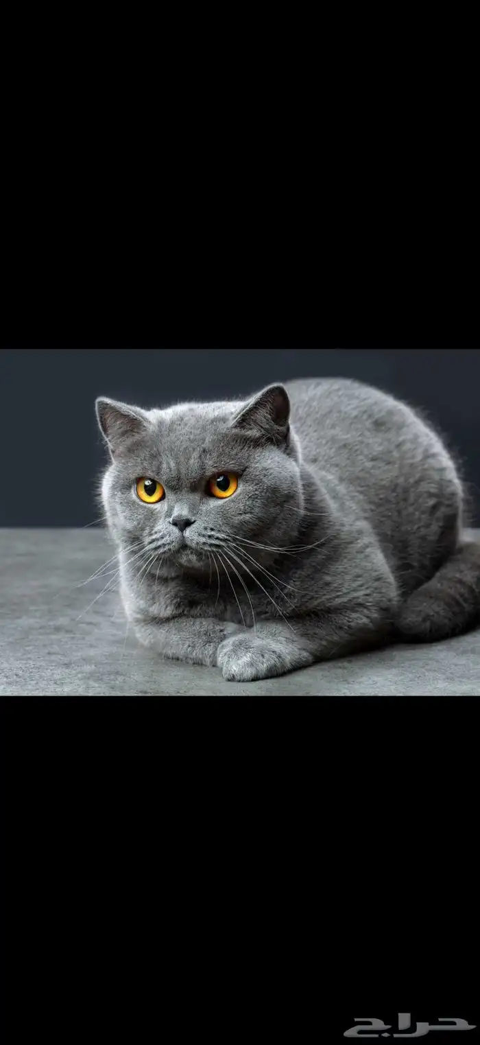 احتاج كيتن برتش شورت هير ذكر سينامون او بلو 0