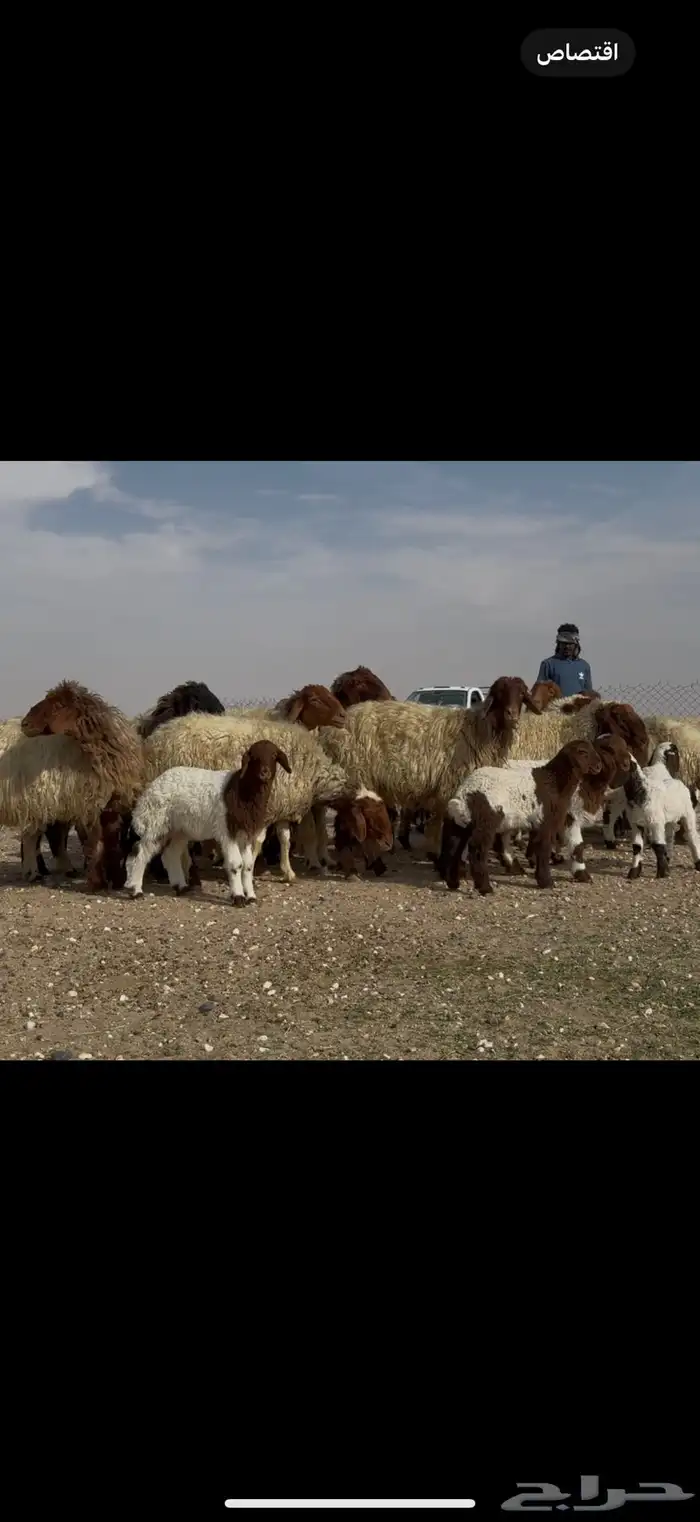 مراح نعيم متابيع دبس فااخره اغلبها اباكير اول والده . 7