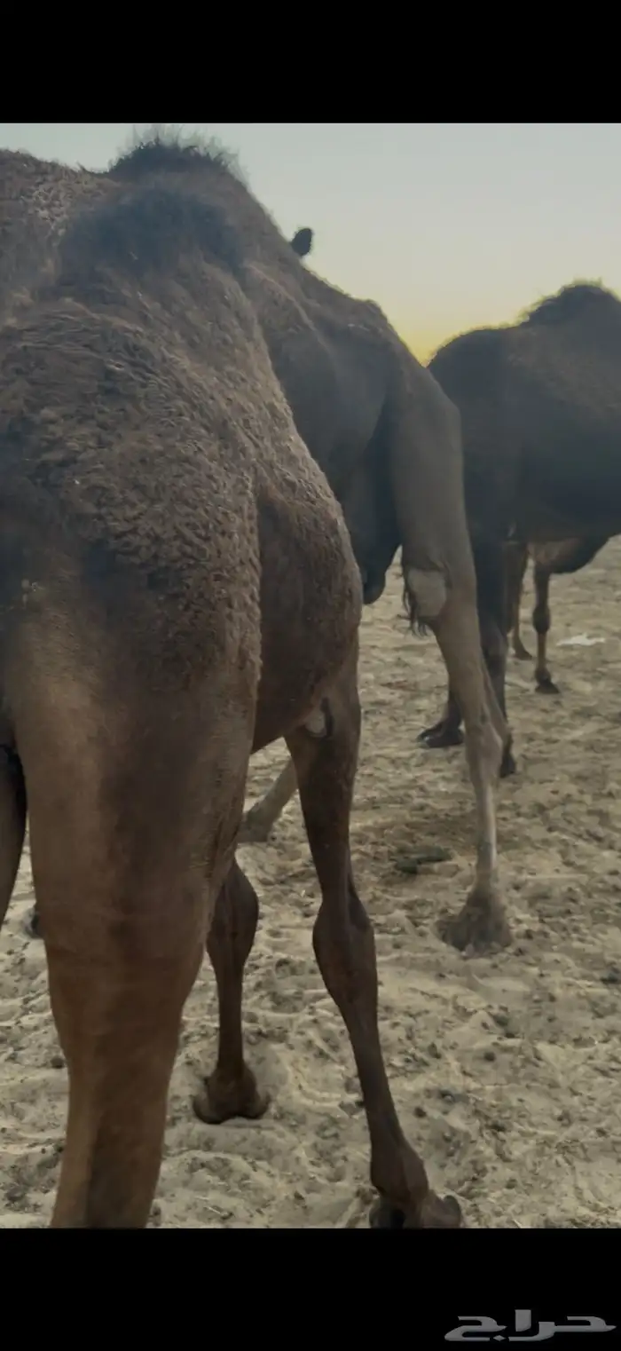 حشوان فل تحت امهاتها 1