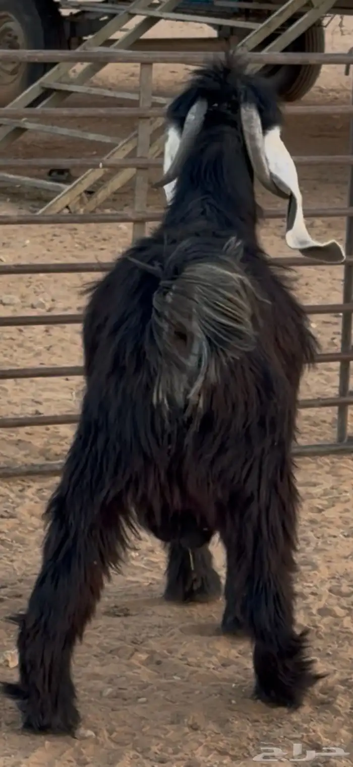 فحل عارضي طيب 7