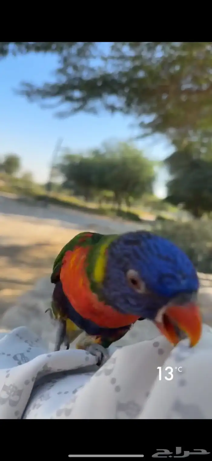 طير لوري بغبغاء 0