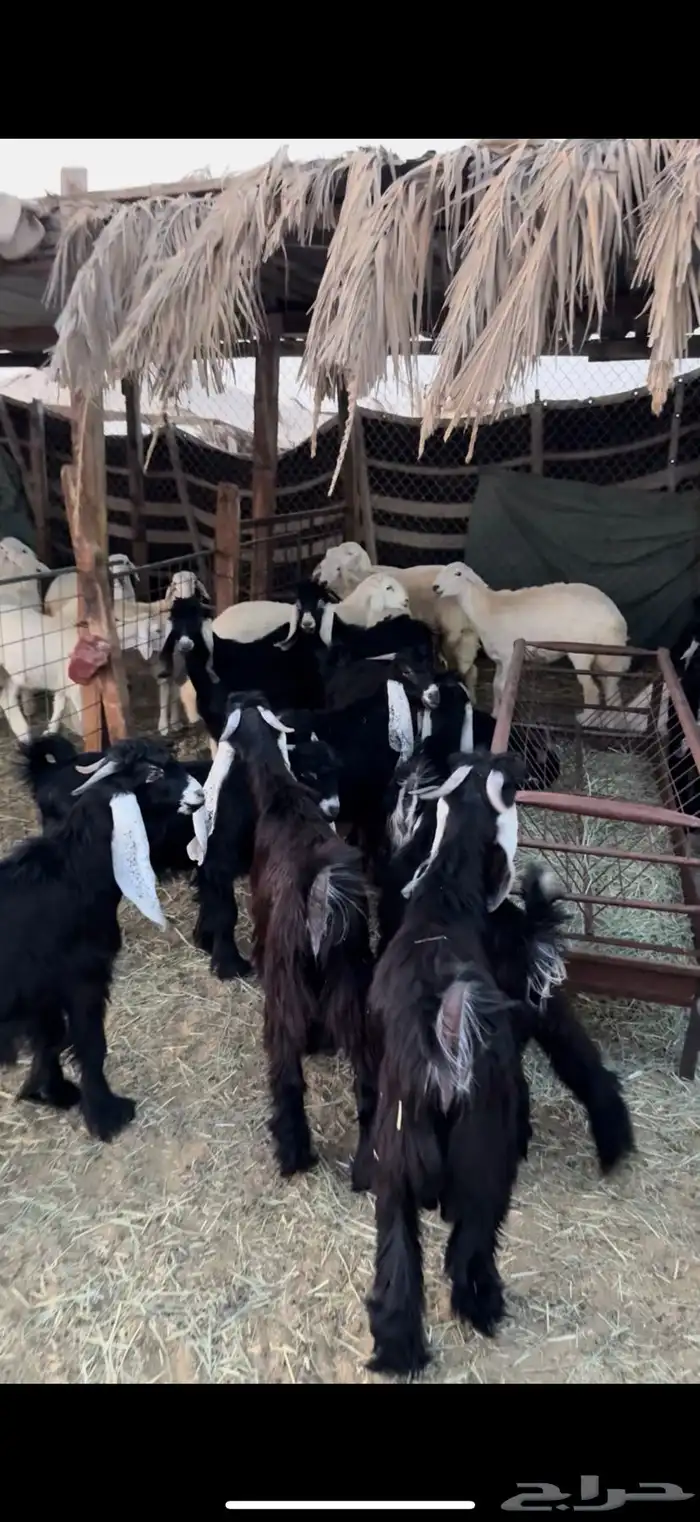 ذبايح تيوس وجفار عوارض 0