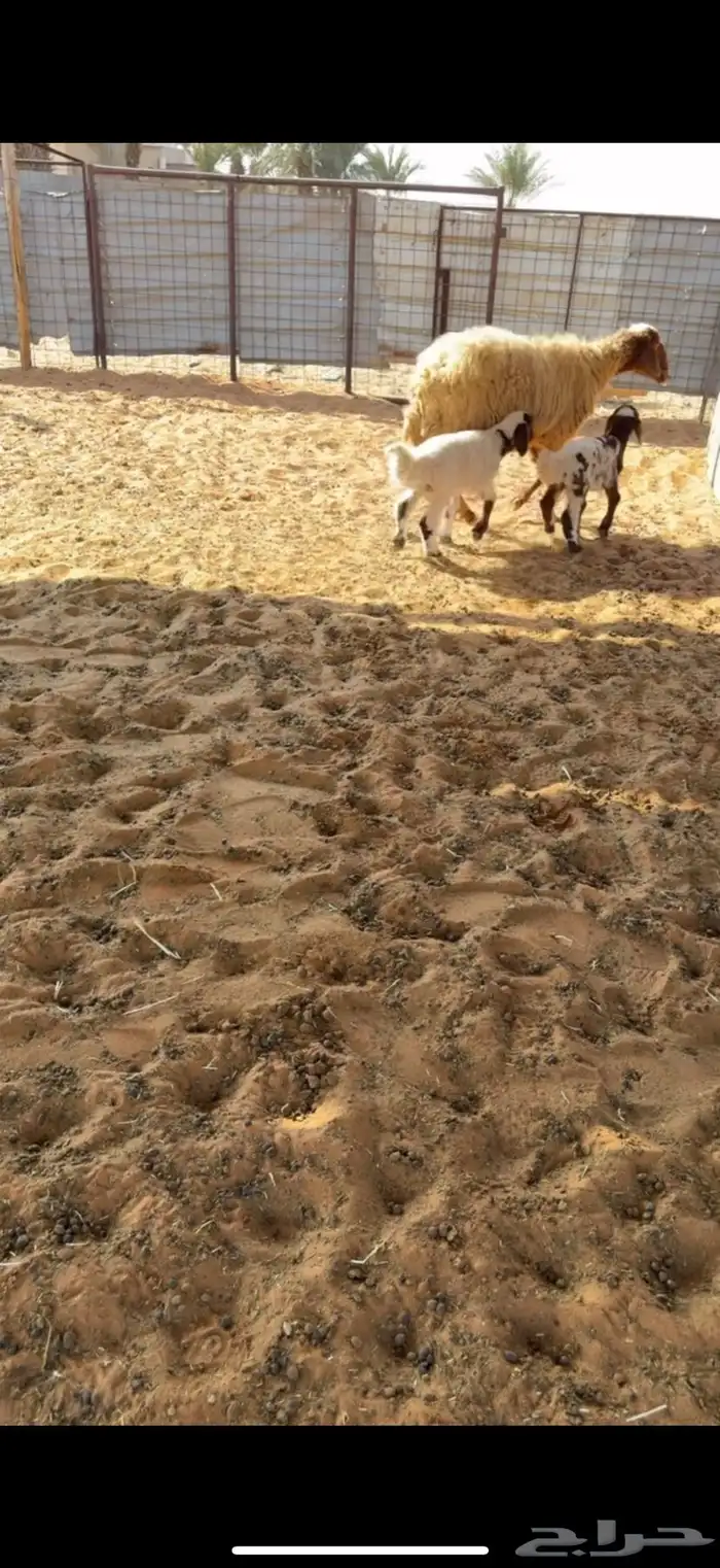 نعيميه متاومه 0