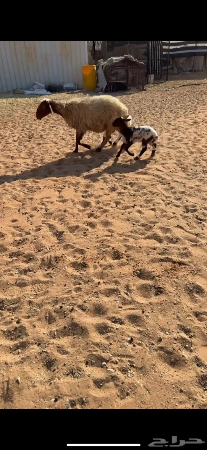 نعيميه متاومه 1